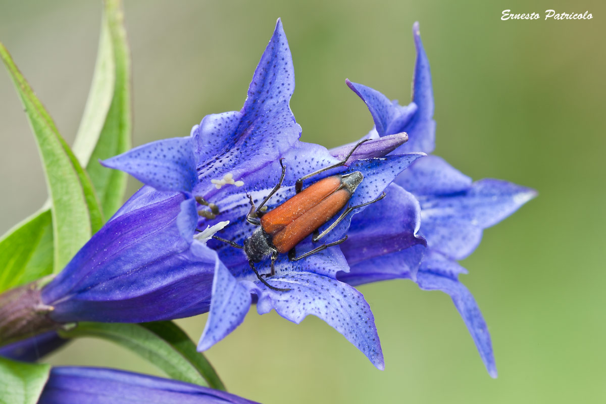 Gentiana asclepiadea